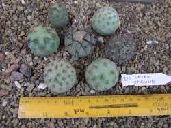 Tephrocactus geometricus sedm odnoží velikost M - 12403352