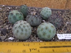 Tephrocactus geometricus sedm odnoží velikost M - 12403353