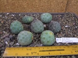 Tephrocactus geometricus sedm odnoží velikost M - 12403354