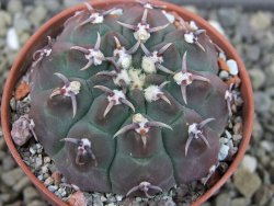 Gymnocalycium vatteri unguispinum, pot 5,5 cm