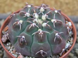 Gymnocalycium vatteri unguispinum, pot 5,5 cm - 12403356