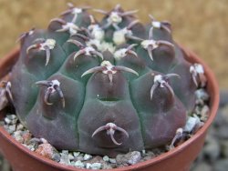Gymnocalycium vatteri unguispinum, pot 5,5 cm - 12403357