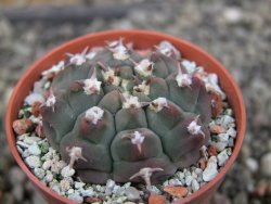 Gymnocalycium vatteri unguispinum, pot 5,5 cm - 12403359