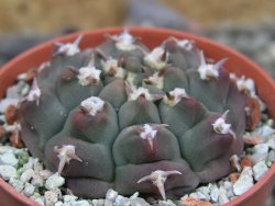 Gymnocalycium vatteri unguispinum, pot 5,5 cm - 12403360