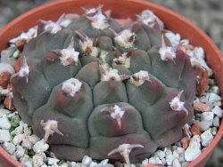 Gymnocalycium vatteri unguispinum, pot 5,5 cm