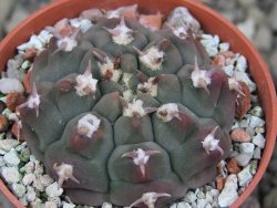 Gymnocalycium vatteri unguispinum, pot 5,5 cm - 12403362