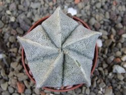 Astrophytum coahuilense pot 5,5 cm