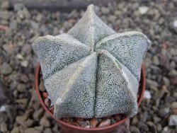 Astrophytum coahuilense pot 5,5 cm - 12403367