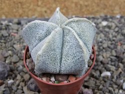 Astrophytum coahuilense pot 5,5 cm - 12403368