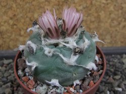 Lophophora viridescens pot 6,5 cm - 12403379