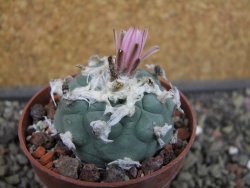 Lophophora viridescens pot 6,5 cm