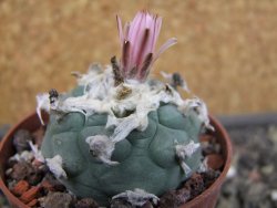 Lophophora viridescens pot 6,5 cm - 12403381
