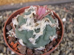 Lophophora viridescens pot 6,5 cm - 12403382