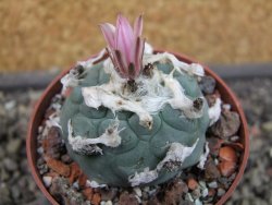 Lophophora viridescens pot 6,5 cm - 12403383