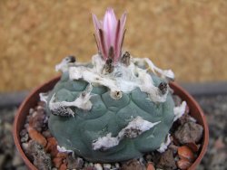 Lophophora viridescens pot 6,5 cm - 12403384