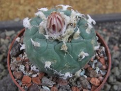 Lophophora viridescens pot 6,5 cm - 12403385