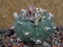 Lophophora viridescens pot 6,5 cm - 12403386