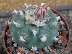 Lophophora viridescens pot 6,5 cm