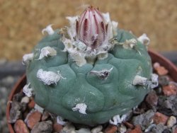 Lophophora viridescens pot 6,5 cm - 12403388