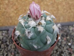 Lophophora viridescens pot 6,5 cm