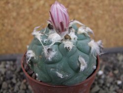 Lophophora viridescens pot 6,5 cm - 12403390