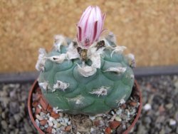 Lophophora viridescens pot 6,5 cm - 12403391