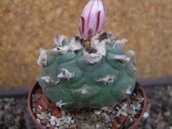 Lophophora viridescens pot 6,5 cm - 12403392