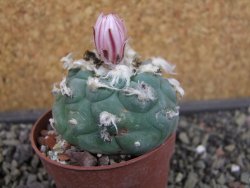 Lophophora viridescens pot 6,5 cm - 12403393