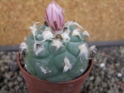 Lophophora viridescens pot 6,5 cm - 12403394