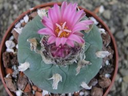 Lophophora fricii pot 6,5 cm - 12403405