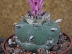 Lophophora fricii pot 6,5 cm - 12403406