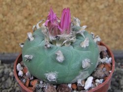 Lophophora fricii pot 6,5 cm - 12403403