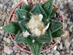 Ariocarpus fissuratus hintonii Matehuala pot 5,5 cm Cites IA - 12403407