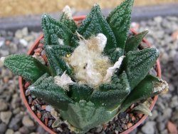 Ariocarpus fissuratus hintonii Matehuala pot 5,5 cm Cites IA