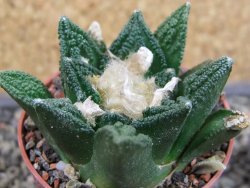 Ariocarpus fissuratus hintonii Matehuala pot 5,5 cm Cites IA - 12403409