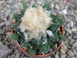 Ariocarpus fissuratus hintonii Matehuala pot 5,5 cm Cites IA - 12403411
