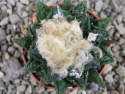 Ariocarpus fissuratus hintonii Matehuala pot 5,5 cm Cites IA - 12403412