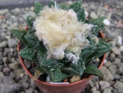 Ariocarpus fissuratus hintonii Matehuala pot 5,5 cm Cites IA