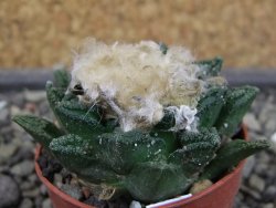 Ariocarpus fissuratus hintonii Matehuala pot 5,5 cm Cites IA - 12403414