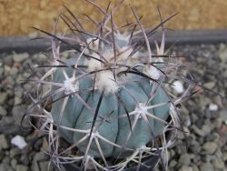 Echinocactus horizonthalonius 93 km El Hundido pot 5,5 cm