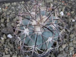 Echinocactus horizonthalonius 93 km El Hundido pot 5,5 cm - 12403416