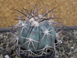 Echinocactus horizonthalonius 93 km El Hundido pot 5,5 cm - 12403417