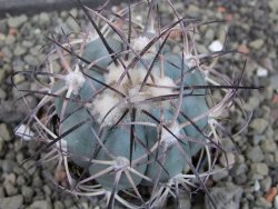 Echinocactus horizonthalonius 93 km El Hundido pot 5,5 cm - 12403418