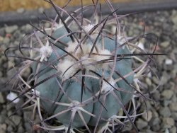 Echinocactus horizonthalonius 93 km El Hundido pot 5,5 cm - 12403419