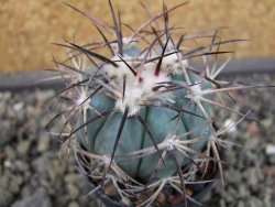 Echinocactus horizonthalonius 93 km El Hundido pot 5,5 cm - 12403420