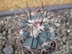 Echinocactus horizonthalonius 93 km El Hundido pot 5,5 cm