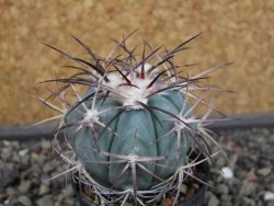 Echinocactus horizonthalonius 93 km El Hundido pot 5,5 cm - 12403422