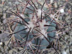 Echinocactus horizonthalonius 93 km El Hundido pot 5,5 cm - 12403423