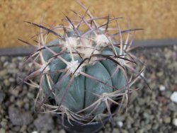 Echinocactus horizonthalonius 93 km El Hundido pot 5,5 cm - 12403424