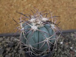 Echinocactus horizonthalonius 93 km El Hundido pot 5,5 cm - 12403425